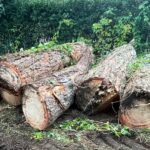 Raccolta Normativa per la difesa degli alberi (a cura dell’avv. Emanuele Montini)