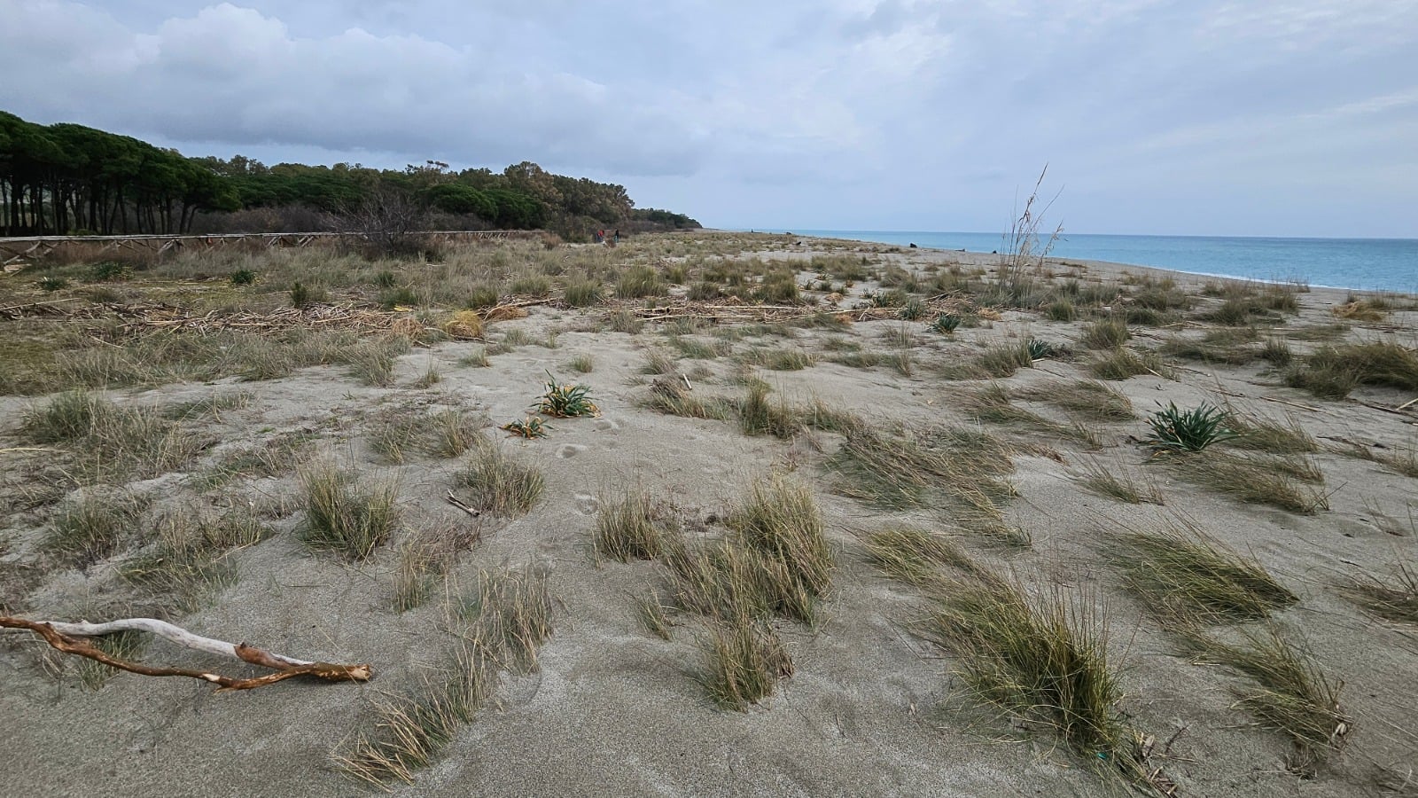 dune giovino