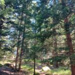 Osimo, incontro “Un mondo verticale: il bosco”