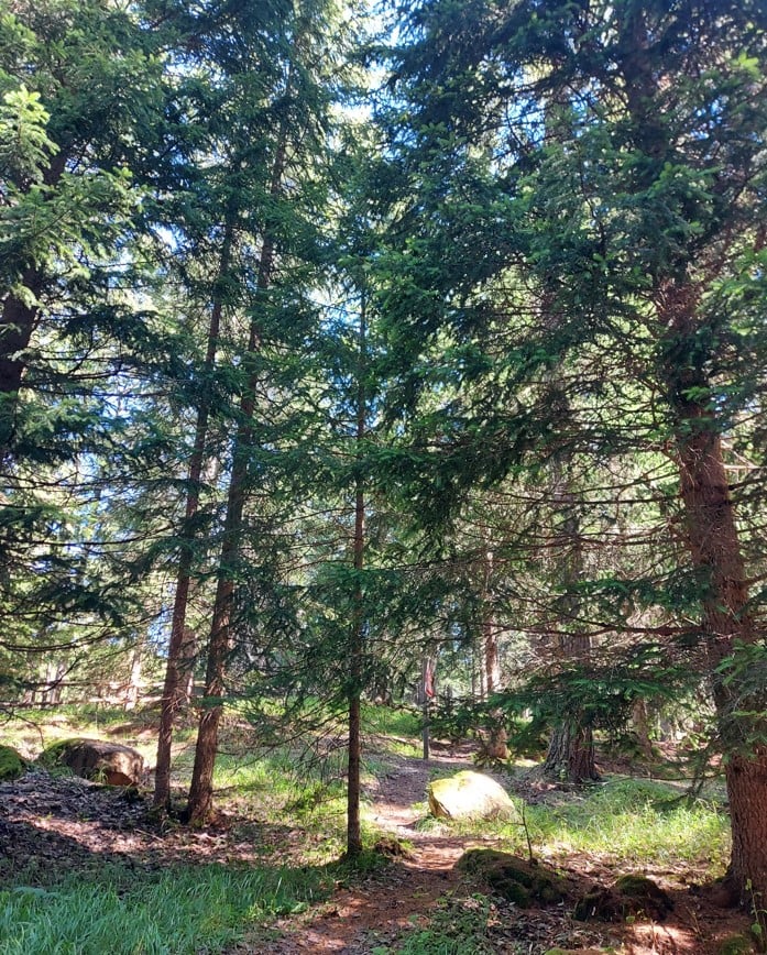 Ripristino della Natura: l’analisi di Italia Nostra sul nuovo Schema di Decreto Legislativo