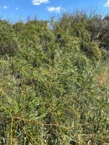 Acacia Cyanophylla