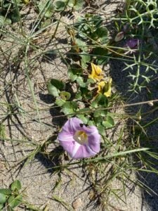 Calystegia Soldanella