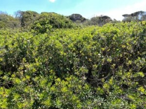 Pistacia Lentiscus2