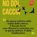 no ddl caccia