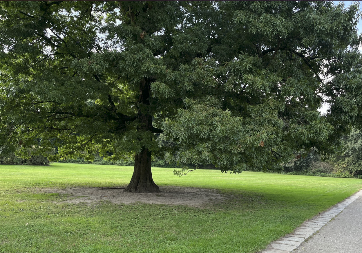 Screenshot 2026-07-03 125603 albero