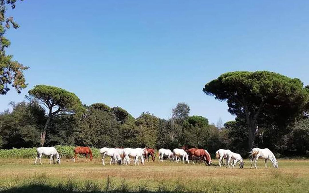 Motoseghe all’assalto anche delle Pinete storiche ravennati?