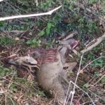 capriolo morto Lao