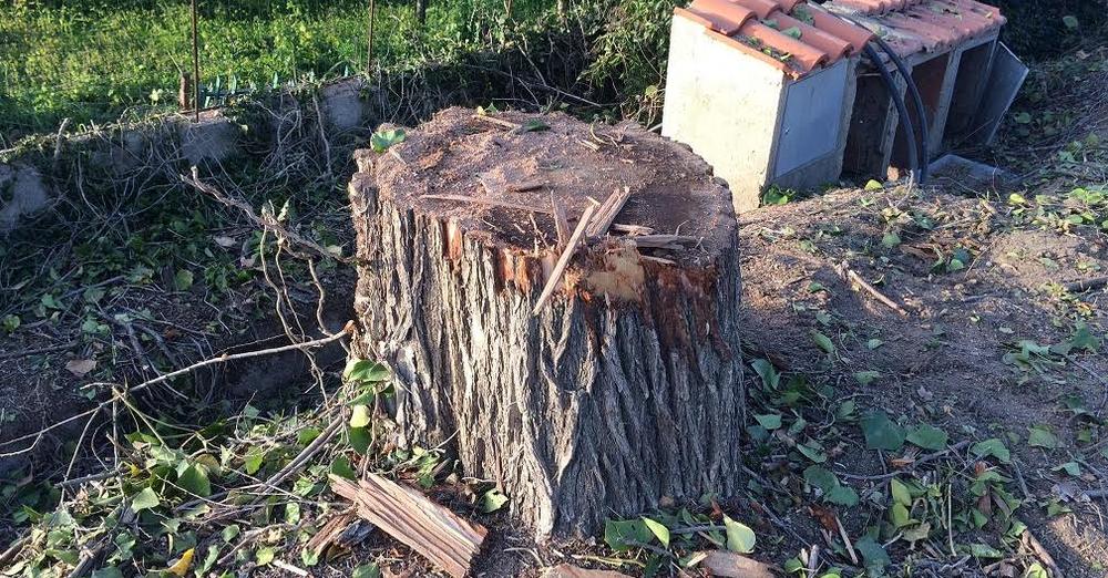 albero tagliato
