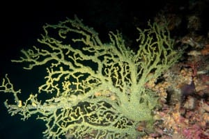 Falso corallo nero_Savalia Savaglia