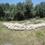 Sulle tracce della transumanza: il progetto dell’ITET Notarangelo Rosati-Giannone Masi di Foggia