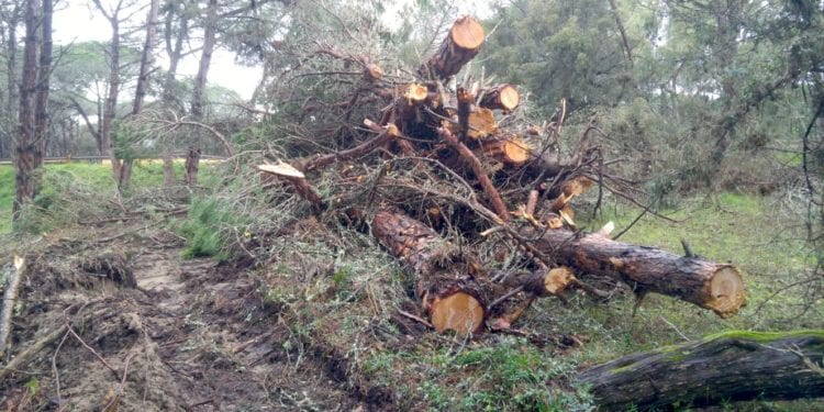 Tagli alla pineta di Platamona: il Corpo forestale di Sassari mette i sigilli dopo la segnalazione di Italia Nostra e WWF