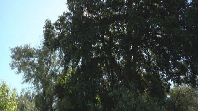 Italia Nostra Lecce chiede lo status di albero monumentale per la quercia di Calimera