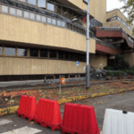 A Firenze continua la mattanza delle alberature ornamentali