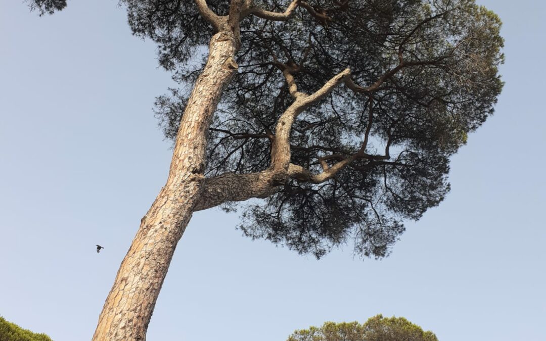 Salviamo i pini di Roma: il servizio sul Tg3 nazionale  