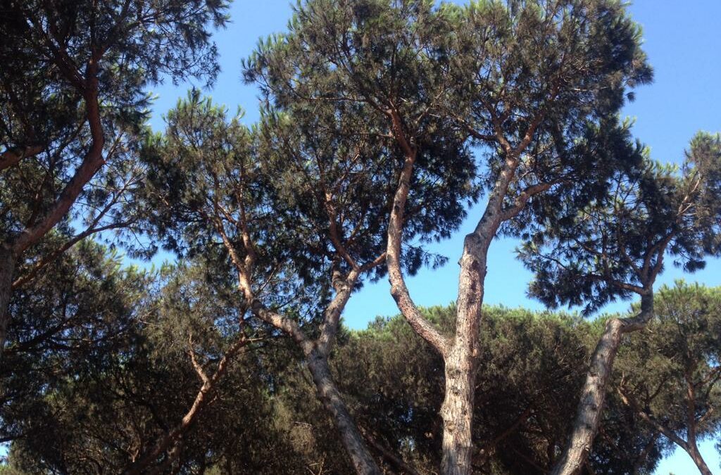 Salviamo il pino domestico. Salviamo il paesaggio italiano. Salviamo i pini di Roma dalla grave infestazione di Toumeyella Parvicornis