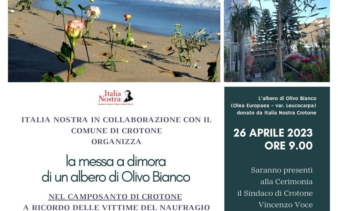 Naufragio di Steccato di Cutro: Italia Nostra ed il Comune di Crotone mettono a dimora un albero di olivo bianco nel camposanto