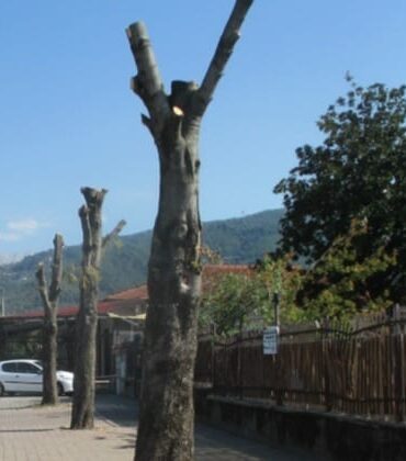 Belluno: sulle potature degli alberi interviene Anacleto Boranga