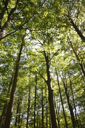 Taglio dei boschi: Italia Nostra Toscana risponde ad ASEA (Associazione Sviluppo Economico Amiata)