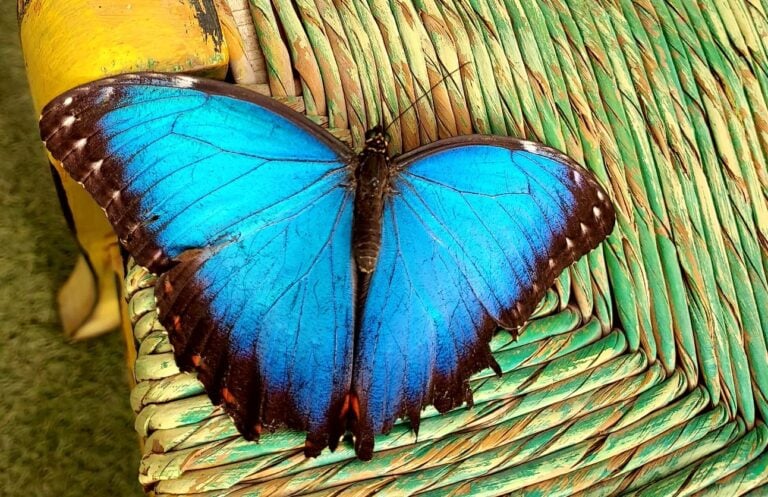 biodiversità farfalla blu