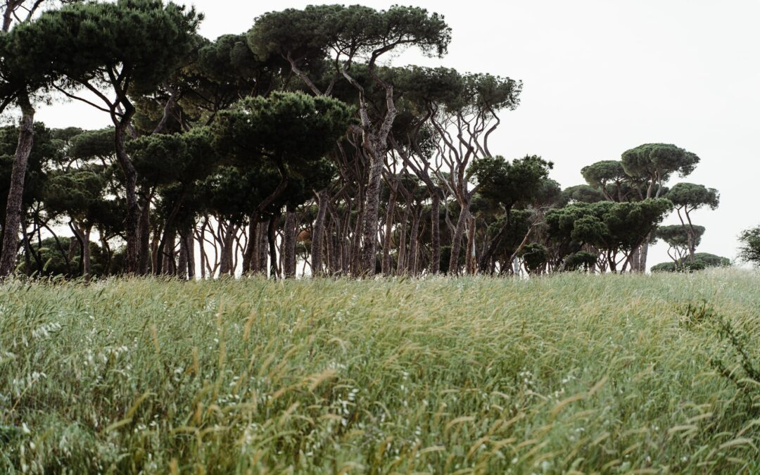 La mattanza dei pini nei parchi di Roma: la responsabilità è pubblica – Il Fatto Quotidiano