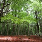 I Carabinieri Forestali in difesa dei boschi, contro i tagli colturali indiscriminati