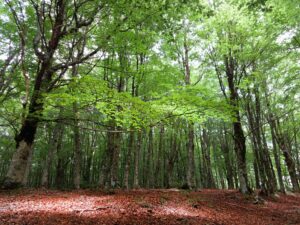 Celebrazione della giornata nazionale degli alberi 2021: le proposte di Italia Nostra Sud Salento