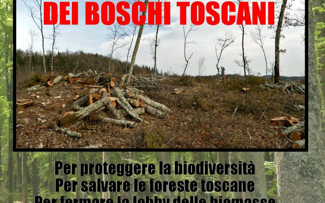 Sabato 29 maggio a Firenze, manifestazione regionale “Fermiamo la distruzione dei boschi toscani”