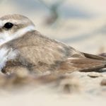 ambientalisti chiedono a Conte il rispetto per le nidificazioni sulle spiagge